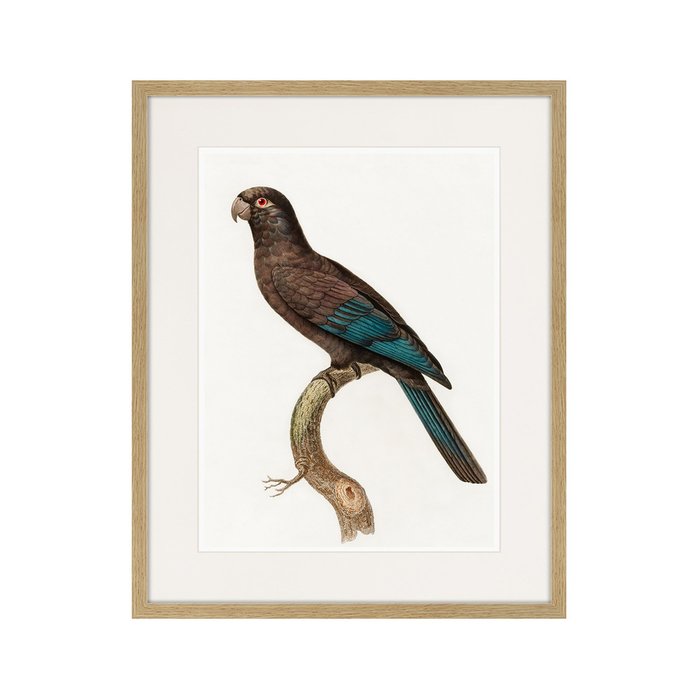 Копия старинной литографии Beautiful parrots №10 1872 г. - купить Картины по цене 3995.0