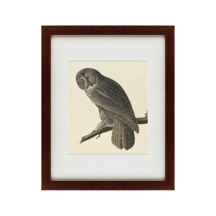 Картина Great Gray Owl 1834 г.  - купить Картины по цене 4990.0