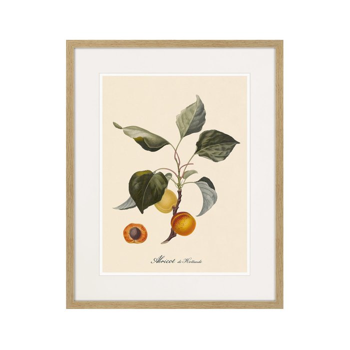 Копия старинной литографии Juicy fruit lithography №2 1870 г. - купить Картины по цене 3995.0