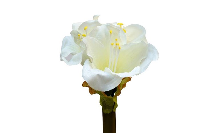 Амариллис кремового цвета - купить Декоративные цветы по цене 160.0