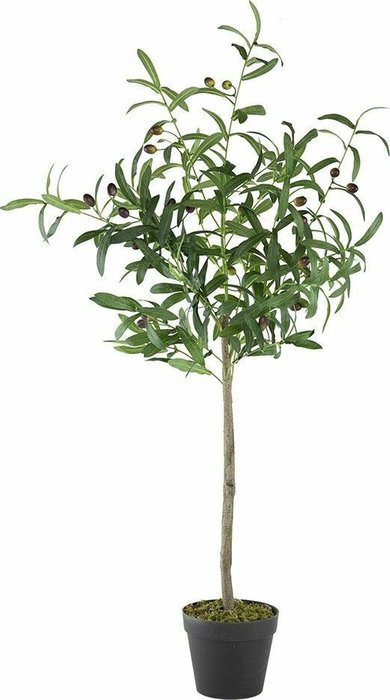Декоративное растение Олива зеленого цвета