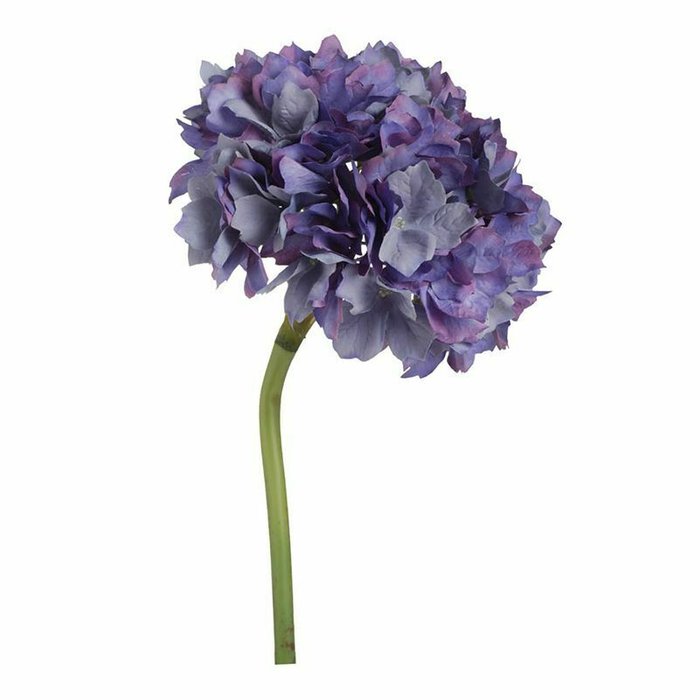 Цветок Гортензия фиолетового цвета