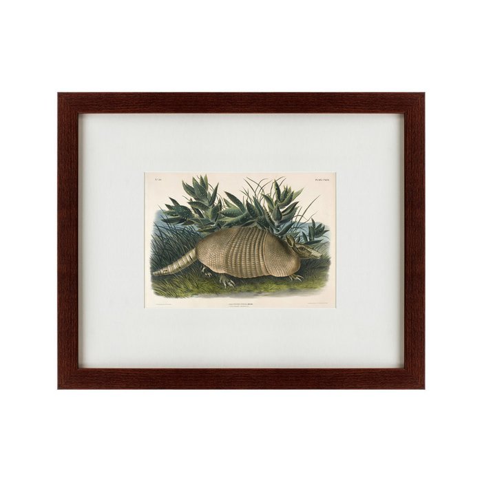 Картина Armadillo Dasypus Peba 1848 г. - купить Картины по цене 4990.0
