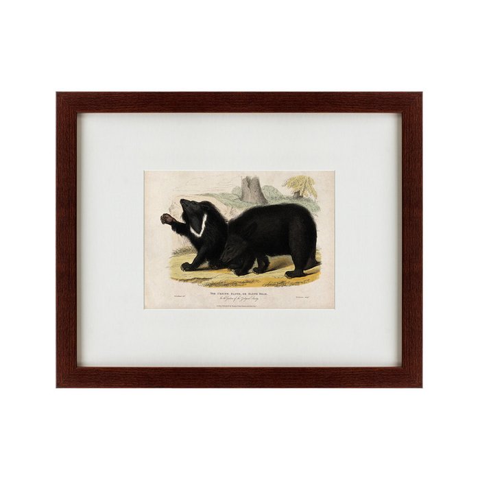 Картина Two ursine sloths or sloth bears 1830 г. - купить Картины по цене 4990.0
