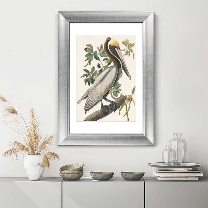 Картина Американский бурый пеликан 1830 г.  - лучшие Картины в INMYROOM