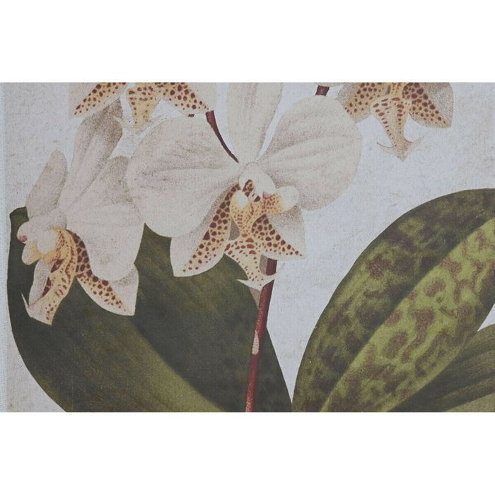 Картина Тропический Орхидея 50 x 2,5 x 70 cm (2 штук) - лучшие Картины в INMYROOM