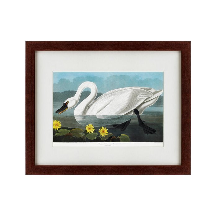 Картина Common American Swan 1838 г. - купить Картины по цене 4990.0