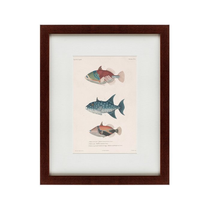 Картина Tropical Fish 1830 г.  - купить Картины по цене 4990.0