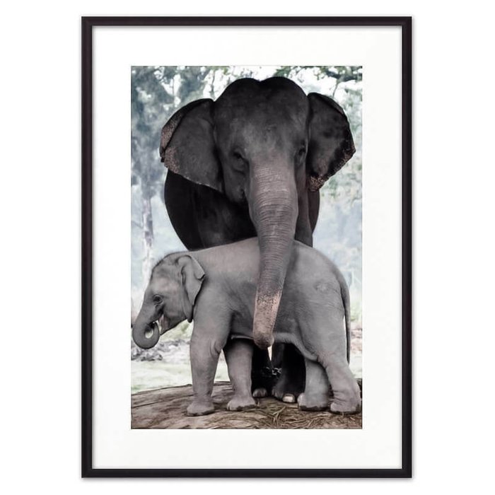 Постер в рамке Слониха с детенышем 21х30 см