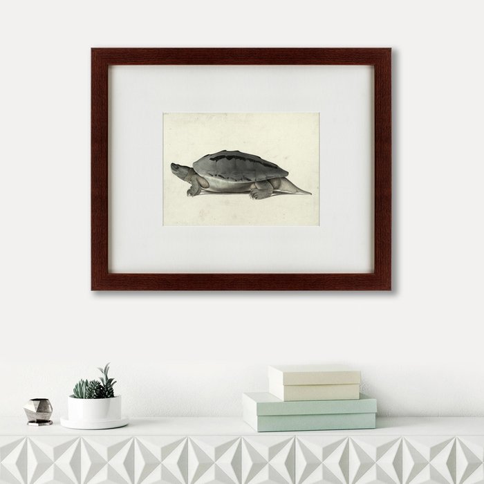 Картина A hand-painted illustration of a Burmese roofed turtle 1873 г.