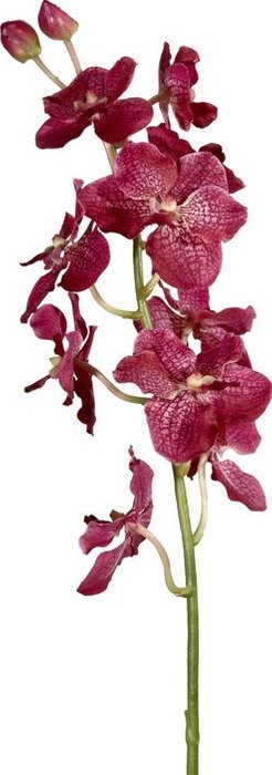 Декор Vanda Orchid