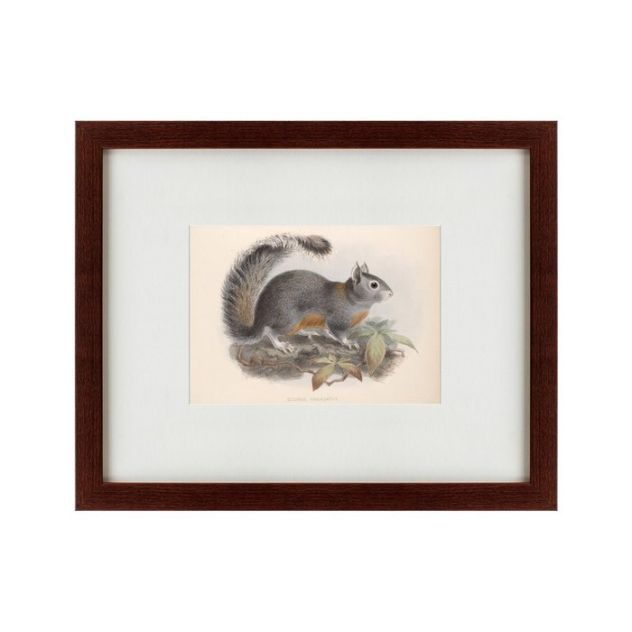 Картина The Squirrel 1879 г. - купить Картины по цене 4990.0
