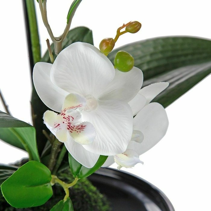 Декоративное растение Орхидея белого цвета - лучшие Декоративные цветы в INMYROOM
