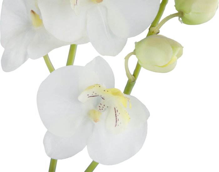 Декор Phalaenopsis Orchid - купить Декоративные цветы по цене 988.0
