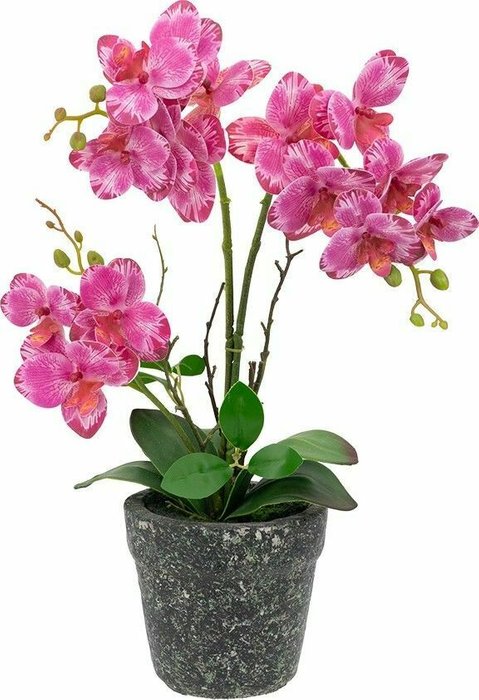 Декоративное растение Орхидея розового цвета