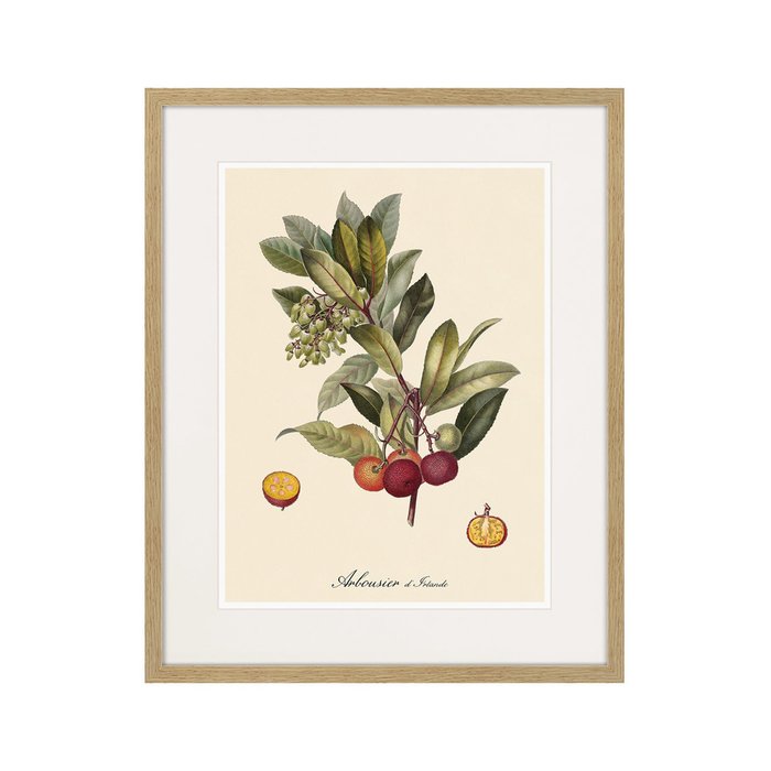Копия старинной литографии Juicy fruit lithography №4 1870 г. - купить Картины по цене 3995.0
