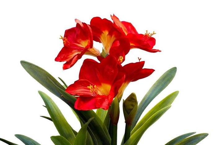 Амариллис красный в горшке из белого пластика - купить Декоративные цветы по цене 9480.0