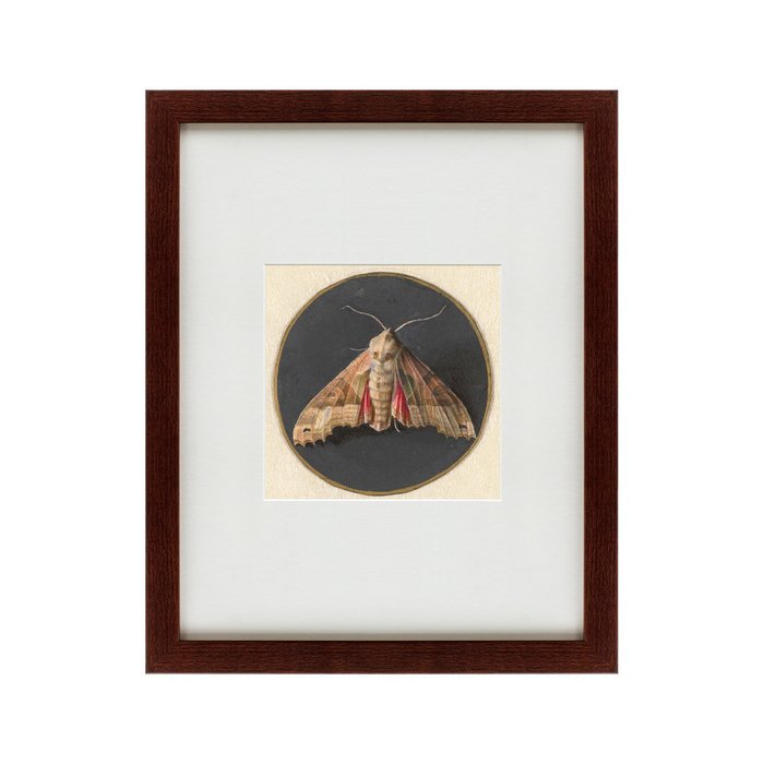 Картина Owlet Moth 1700 г. - купить Картины по цене 4990.0