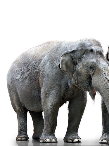 Дизайнерская модульная картина "Слоненок и его семья" - лучшие Принты в INMYROOM