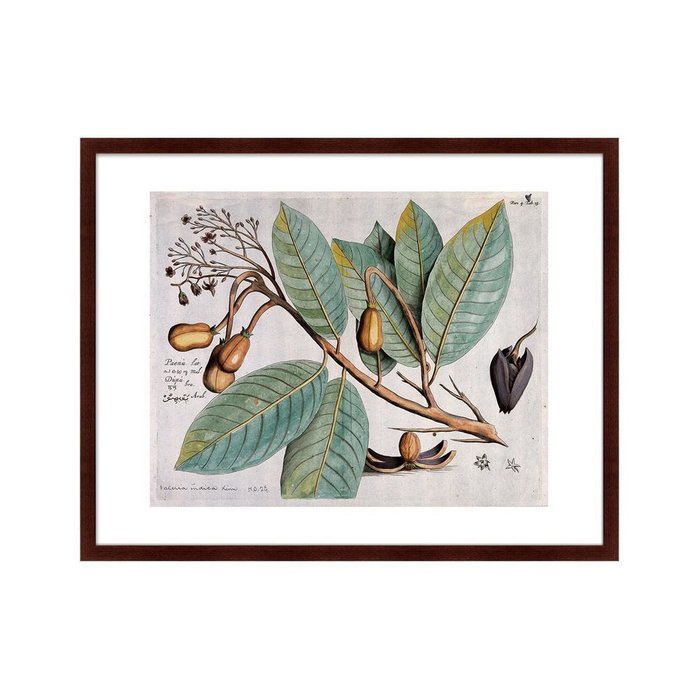 Копия старинной литографии Exotic plants of the world №5 1815 г. - купить Картины по цене 12999.0
