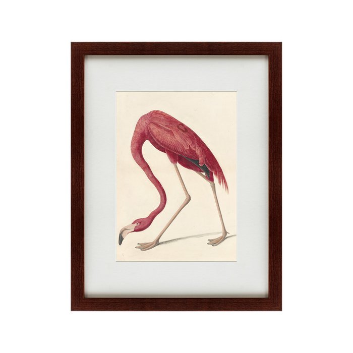 Картина Американский фламинго 1822 г. - купить Картины по цене 5995.0