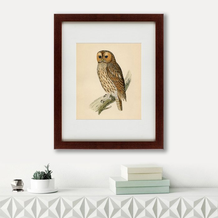 Картина Brown Owl 1760 г.