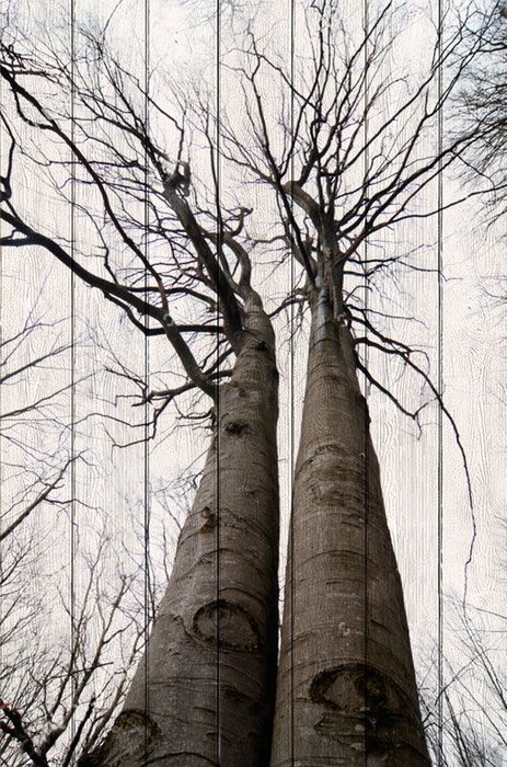 Картина Два дерева в современном черно-белом стиле 80х120
