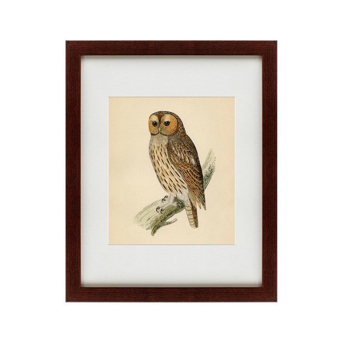 Картина Brown Owl 1760 г. - купить Картины по цене 4990.0