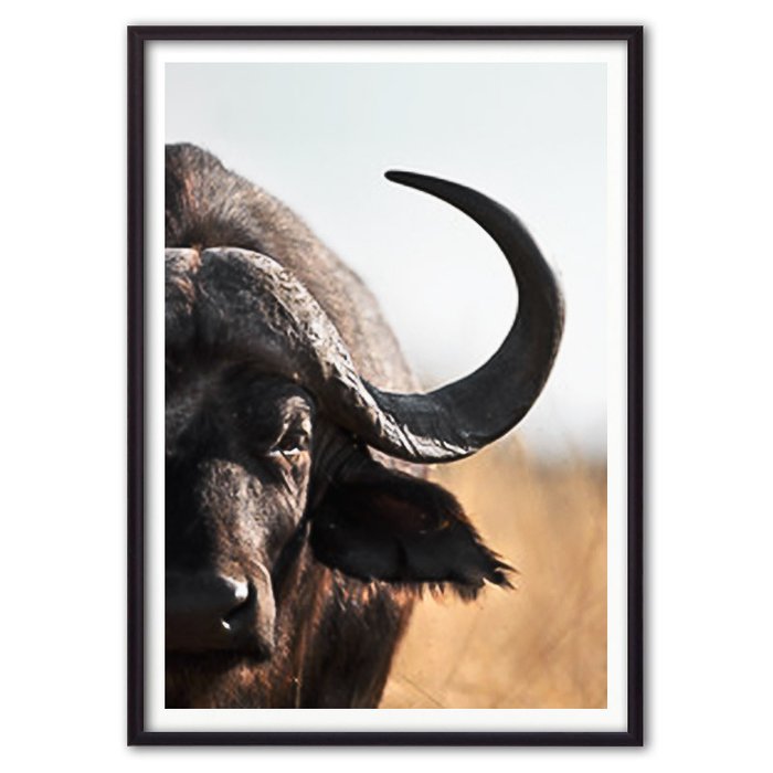 Постер в рамке Африканский буйвол 21х30 см