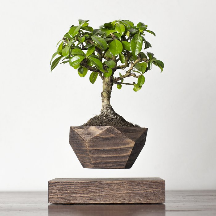 Левитирующие растения Леплант Wood Бонсай венге - купить Кашпо и горшки по цене 6741.0