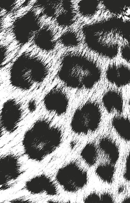 Постер Леопард черно-белого цвета 50х70