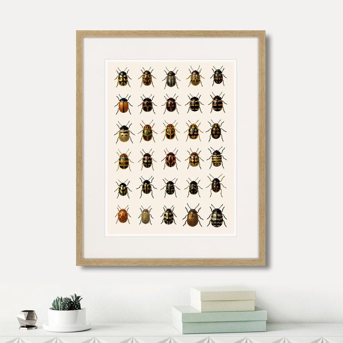Набор из двух картин Assorted Beetles  №3  - лучшие Картины в INMYROOM