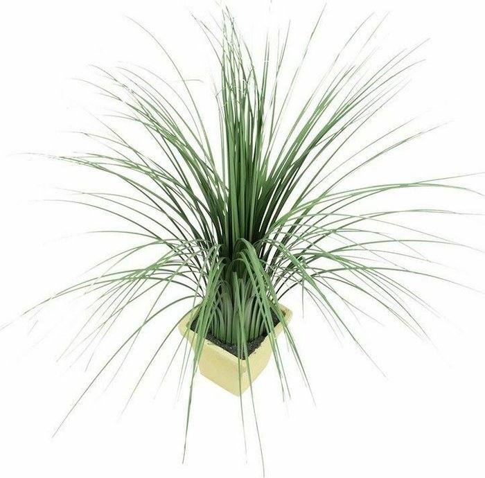 Растение декоративное Трава зеленого цвета - купить Декоративные цветы по цене 1680.0
