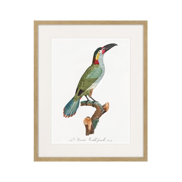 Копия старинной литографии Beautiful toucans №3 1806 г. - купить Картины по цене 3995.0