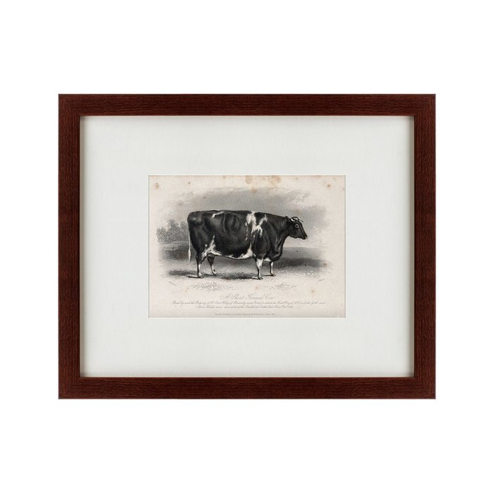 Картина A short horned cow 1850 г.  - купить Картины по цене 4990.0