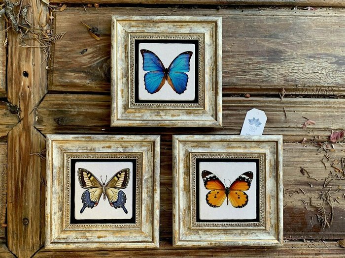 Набор из трех картин на камне Бабочки 20x20 3CDD-90 в раме серо-бежевого цвета - купить Картины по цене 9959.0