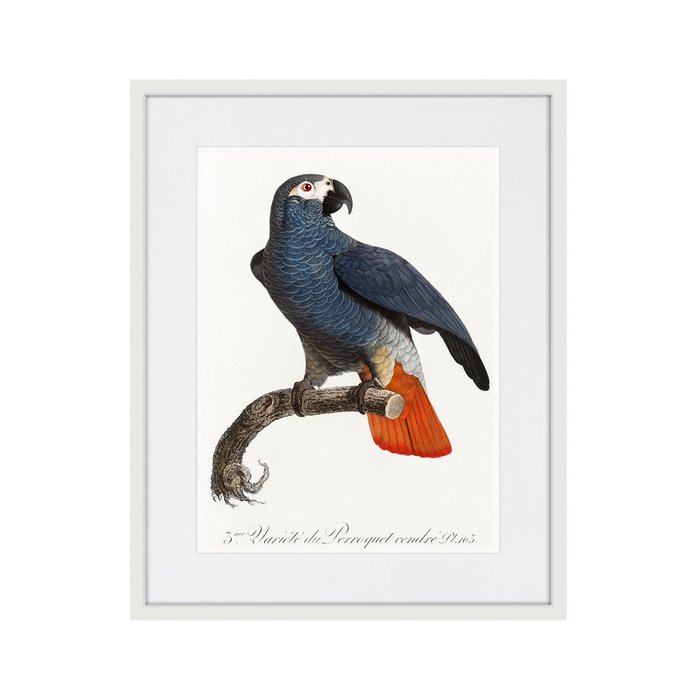 Копия старинной литографии Beautiful parrots №5 1872 г. - купить Картины по цене 3995.0
