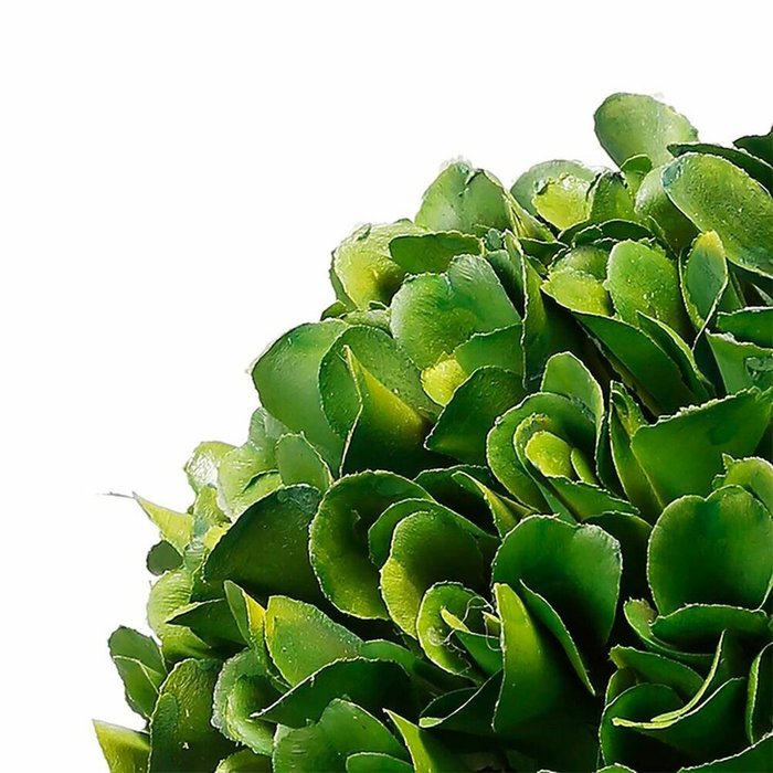 Декоративное растение Самшит L бело-зеленого цвета - лучшие Декоративные цветы в INMYROOM