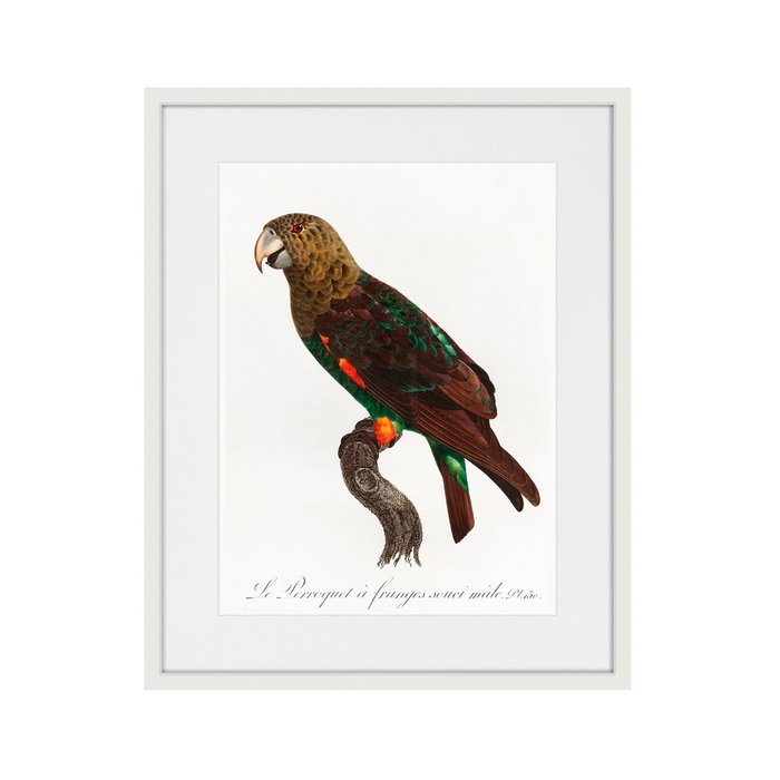 Копия старинной литографии Beautiful parrots №3 1872 г. - купить Картины по цене 3995.0