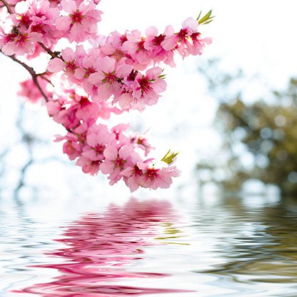 Декоративная картина на холсте "Цветы вишни"