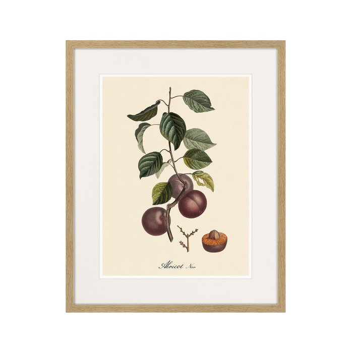 Копия старинной литографии Juicy fruit lithography №6 1870 г. - купить Картины по цене 3995.0