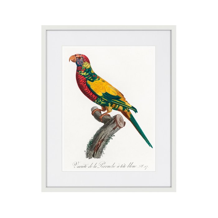 Копия старинной литографии Beautiful parrots №7 1872 г. - купить Картины по цене 3995.0