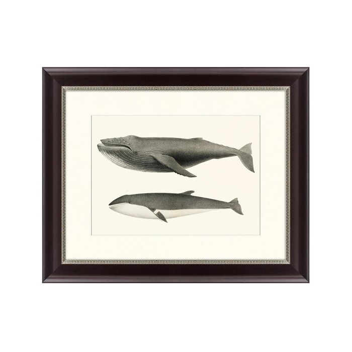 Картина Humpback whale Megaptera versabilis 1859 г. - купить Картины по цене 3495.0