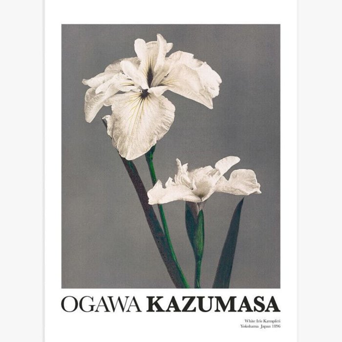 Плакат «Белый ирис» от Kazumasa Плакат «Белый ирис» от Kazumasa