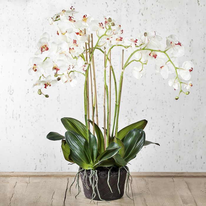 Орхидея в горшке  - купить Вазы  по цене 45780.0