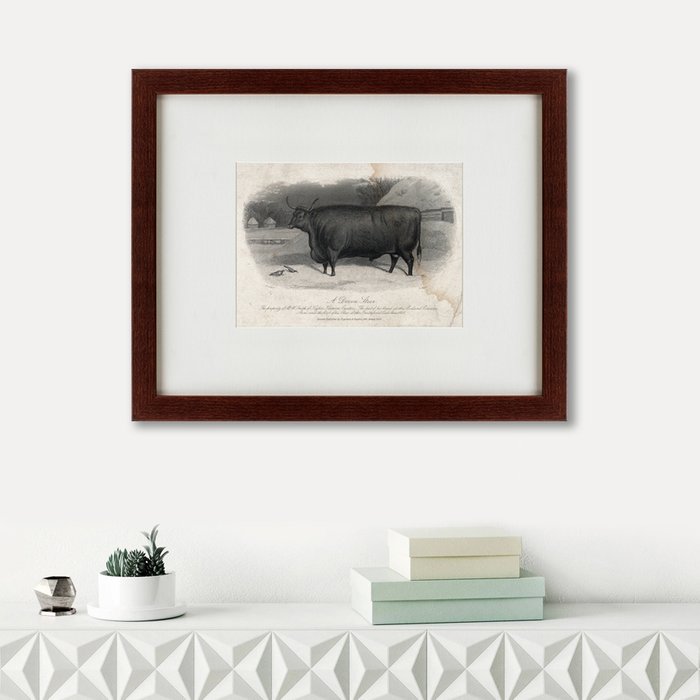 Картина A Devon steer 1869 г.
