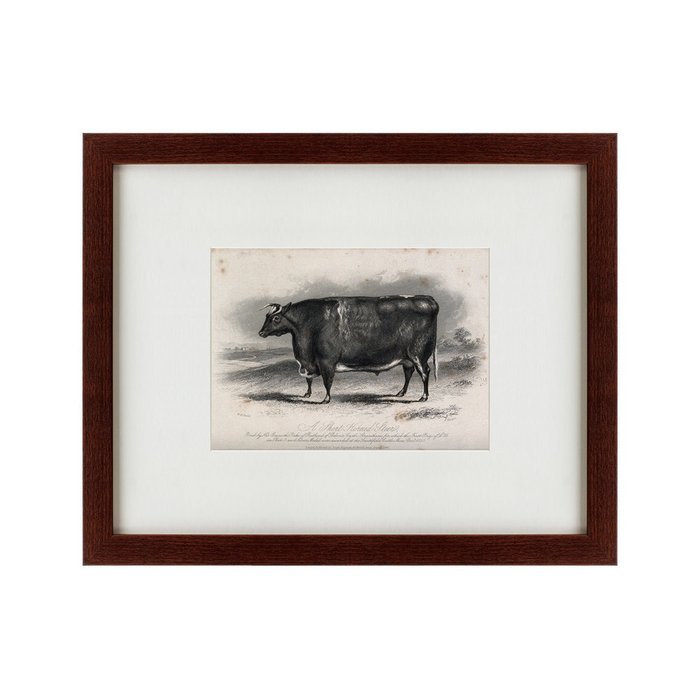 Картина A short horned steer 1849 г. - купить Картины по цене 4990.0