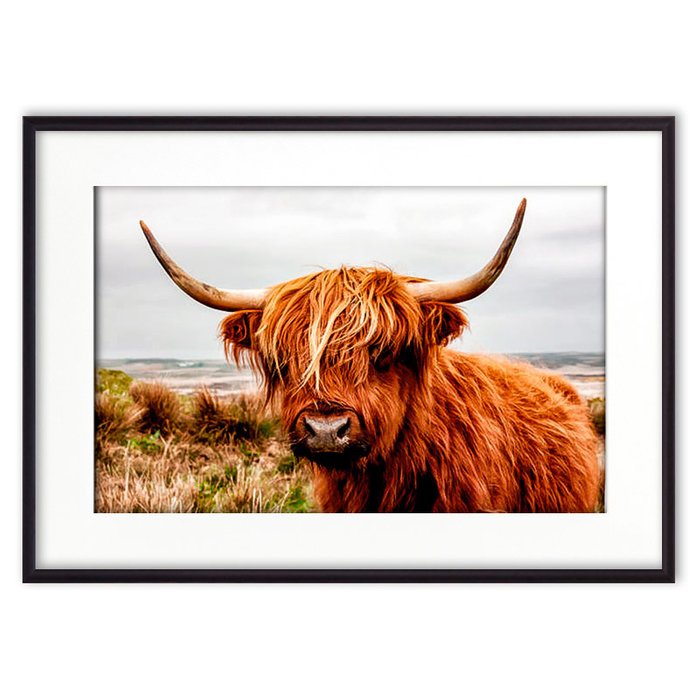 Постер в рамке Шотландский бык 1 21х30 см