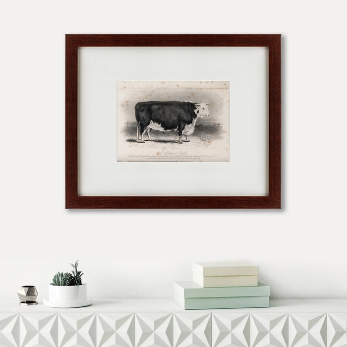 Картина A Hereford bull 1849 г.