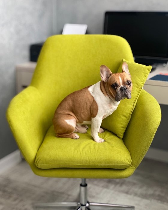 Кресло Рон светло-зеленого цвета - лучшие Интерьерные кресла в INMYROOM